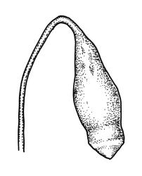 Bryum sauteri, capsule, dry. Drawn from J.T. Linzey s.n., Aug. 1972, CHR 413356.
 Image: R.C. Wagstaff © Landcare Research 2015 